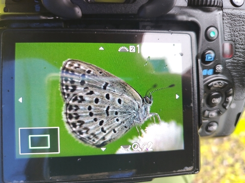 Pale Grass Blue