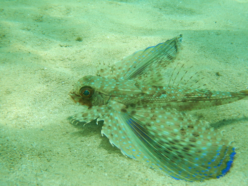 Flying Gurnard
