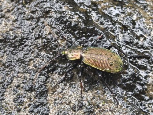 Carabus insulicola