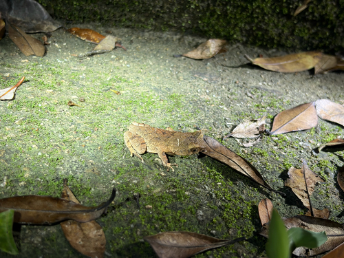 Short-legged Horned Toad