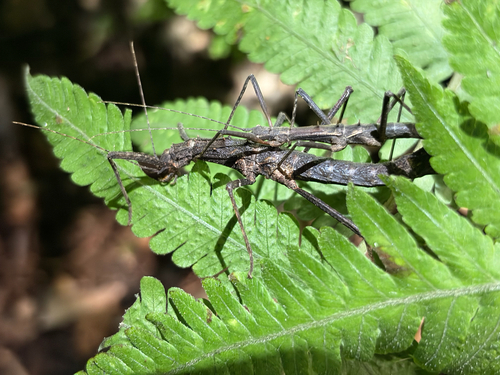 Neohirasea hongkongensis