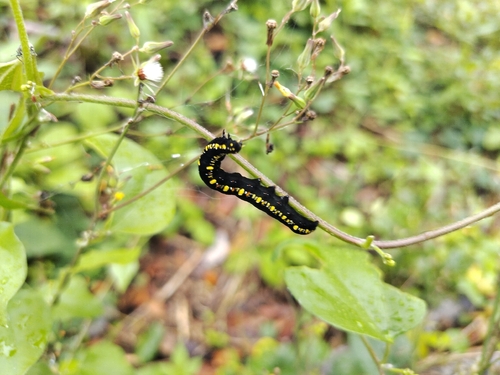 Fruit piercing moth