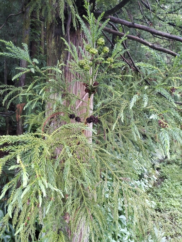 sugi