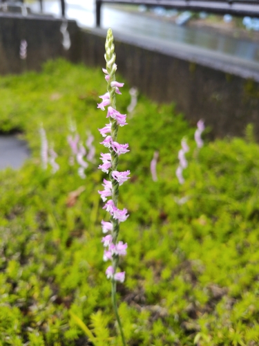 austral ladies'-tresses