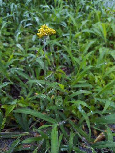 Cotton Weed