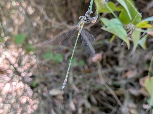Eastern Willow Spreadwing