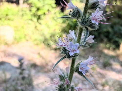 Tall Viper's-bugloss
