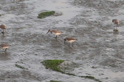 Dunlin