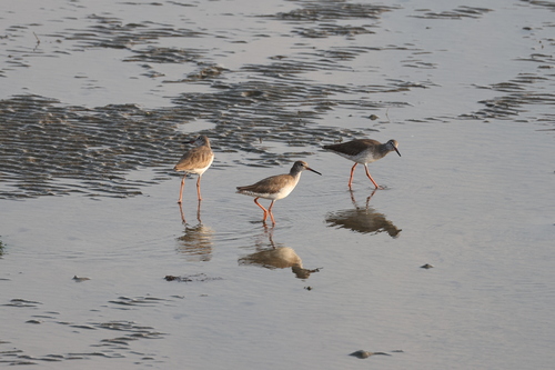 Common Redshank