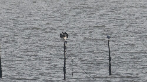 Osprey
