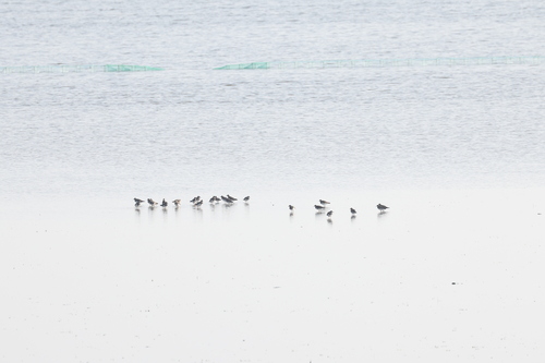 Ruddy Turnstone