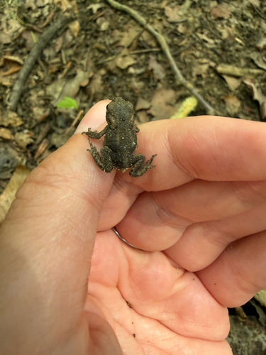 European Toad