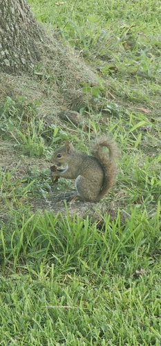 Eastern Gray Squirrel
