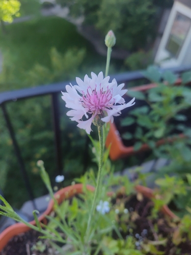 Cornflower