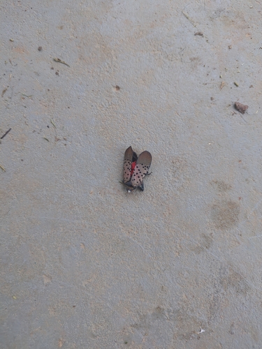 Spotted Lanternfly