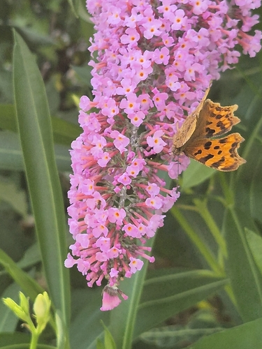 European Comma