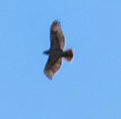 Red-tailed Hawk