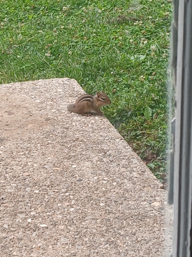 Eastern Chipmunk