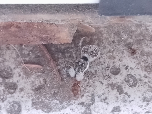 Half-edged Wall Jumping Spider