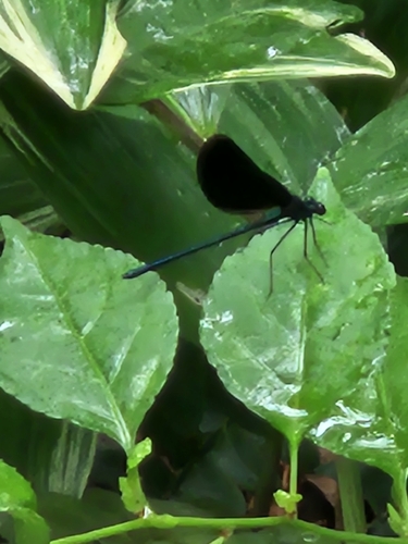 Ebony Jewelwing