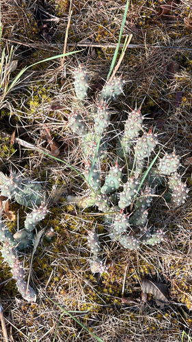 Brittle Pricklypear