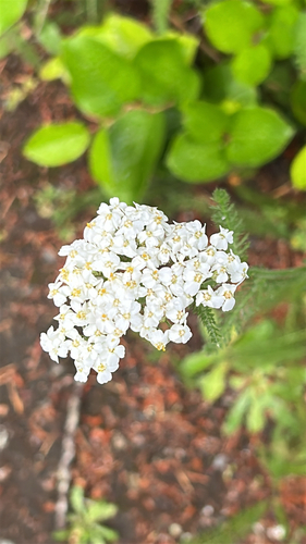 common yarrow