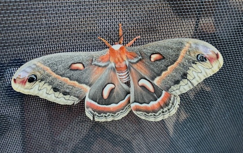 Cecropia Moth