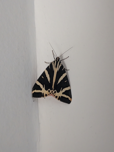 Jersey Tiger