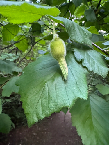 beaked hazelnut