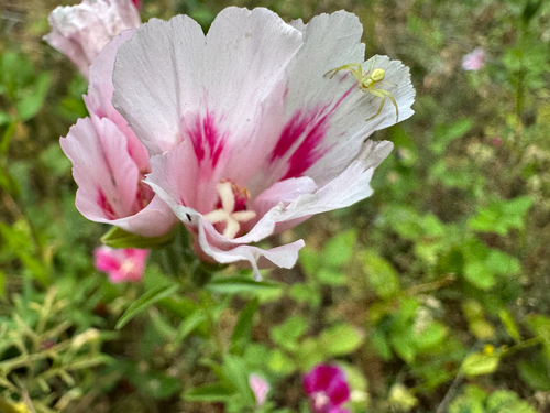 Farewell-To-Spring