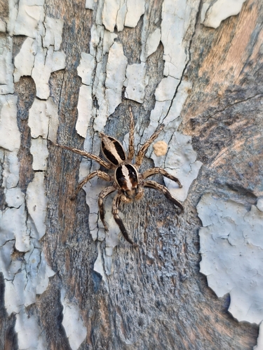 Pantropical Jumping Spider