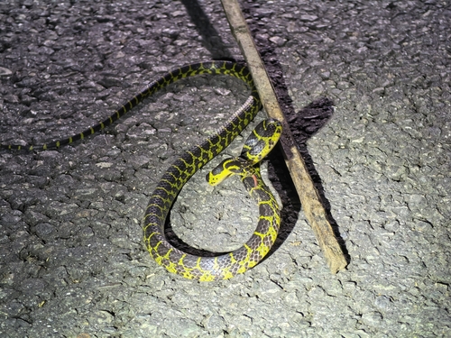 Big-tooth Snake