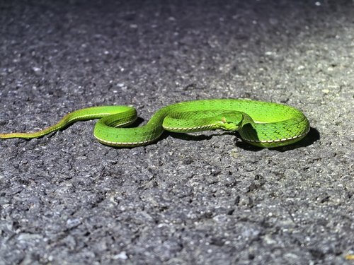 Chinese Green Tree Viper