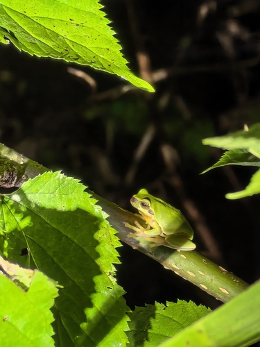 Common Chinese Tree Frog