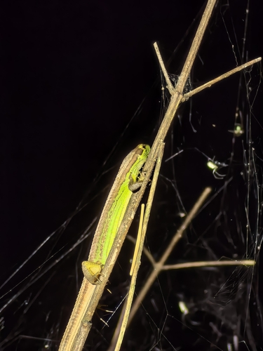China Grass Lizard