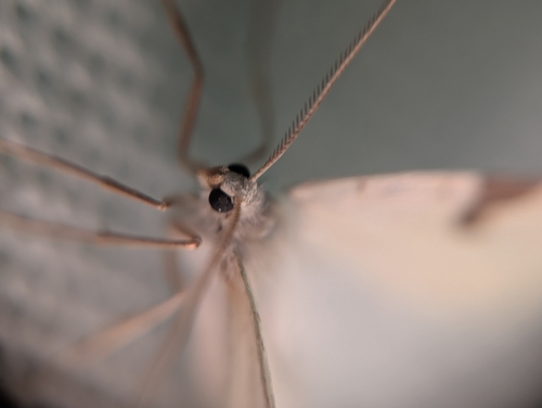 iNaturalist observation photo of Neoterpes