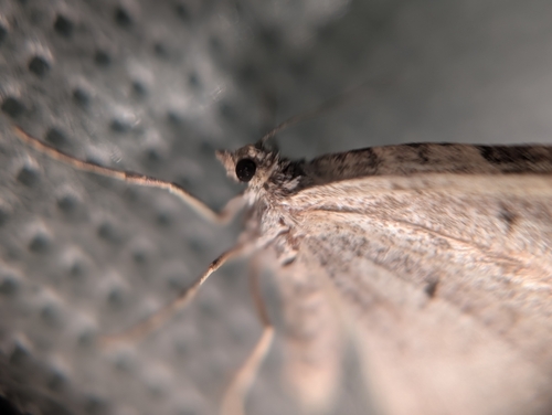 iNaturalist observation photo of Carpet Moths