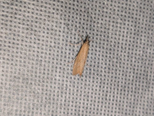 iNaturalist observation photo of Crambid Snout Moths