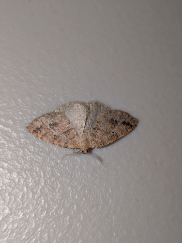 iNaturalist observation photo of Drepanulatrix