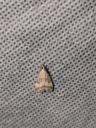 iNaturalist observation photo of Butterflies and Moths