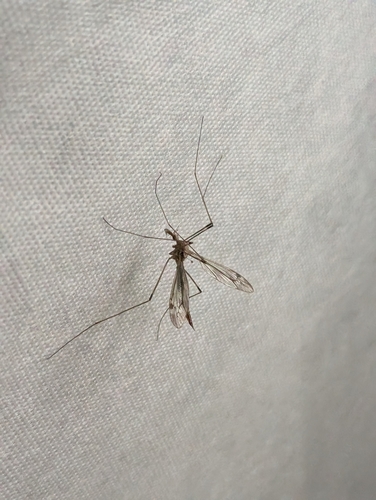 iNaturalist observation photo of Typical Crane Flies