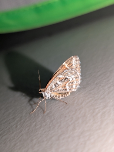 iNaturalist observation photo of Stamnodes