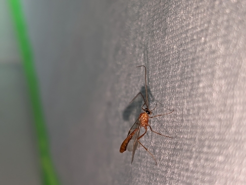 iNaturalist observation photo of Short-tailed Ichneumonid Wasps