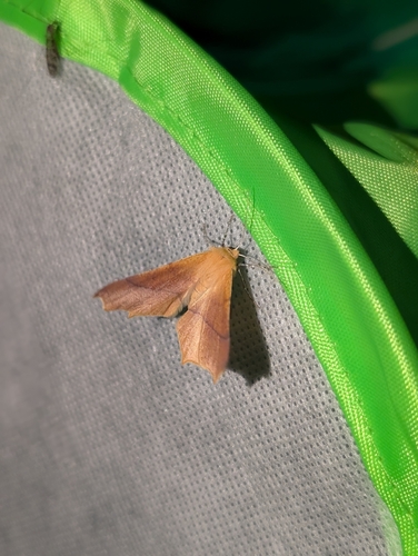 iNaturalist observation photo of Slant-Lines