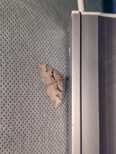 iNaturalist observation photo of Carpet Moths