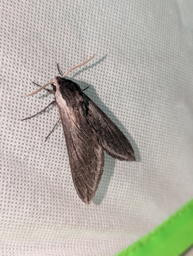 iNaturalist observation photo of Elegant Sphinx