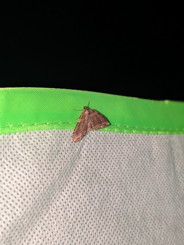 iNaturalist observation photo of Anticlea