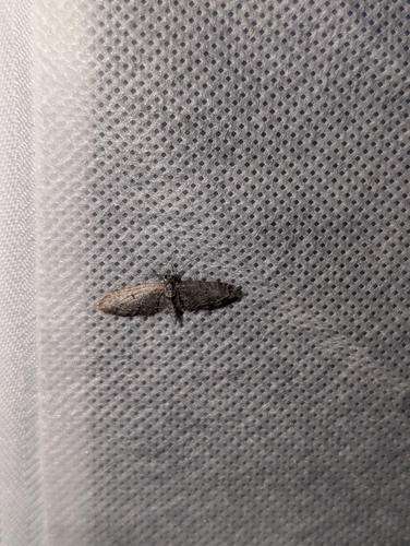 iNaturalist observation photo of Pug Moths