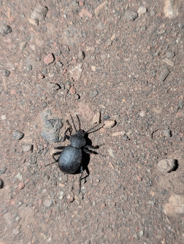 iNaturalist observation photo of Eleodes cordata