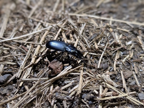iNaturalist observation photo of Blackclock Ground Beetles